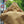 -PART- [BROWN]