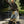 BLESS -Padded Skirt-